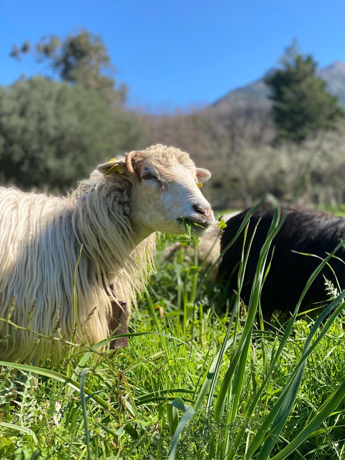 Visite de la bergerie Santa Vena